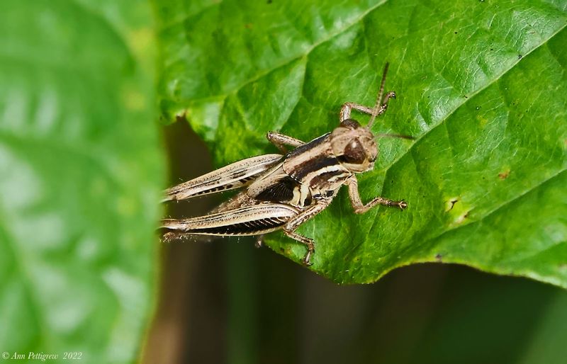Red-legged Grasshopper