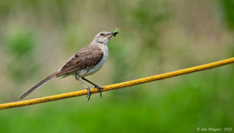 Northern Mockingbird