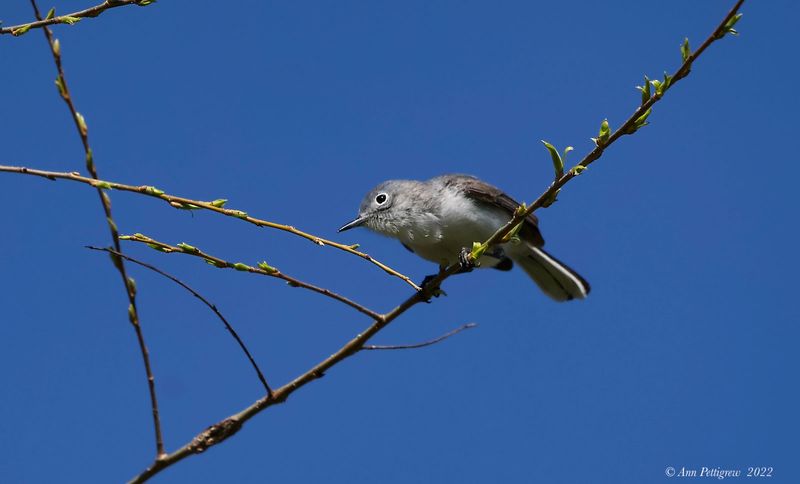 Blue-gray Gnatcatcher