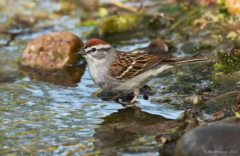 Chipping Sparrow