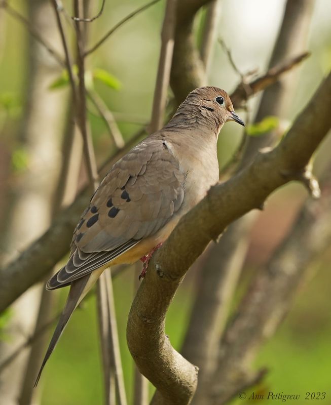 Mourning Dove