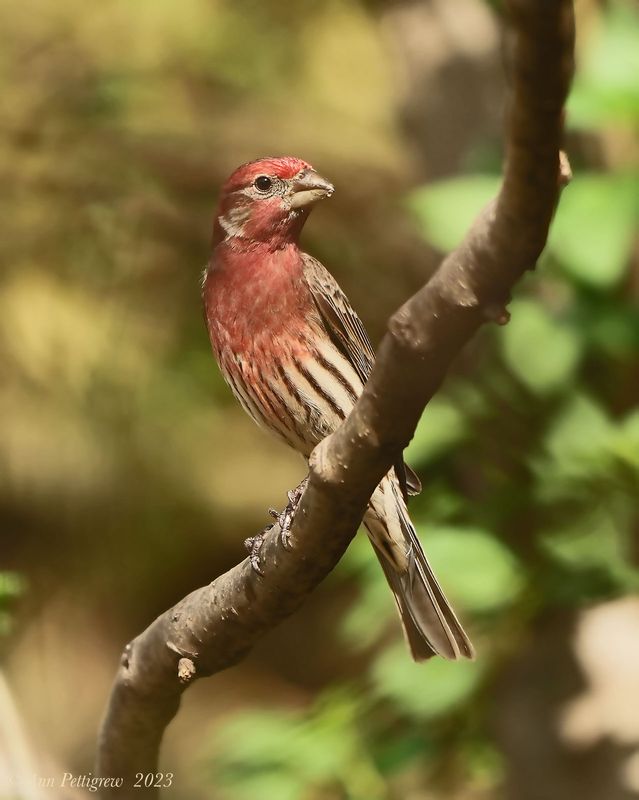 House Finch