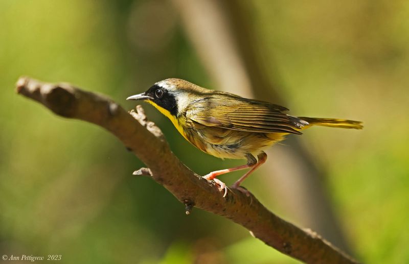 Common Yellowthroat 