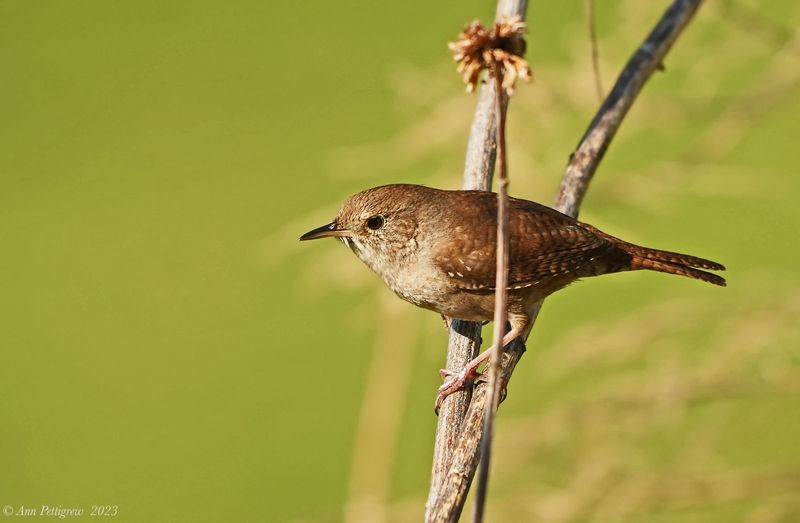 House Wren