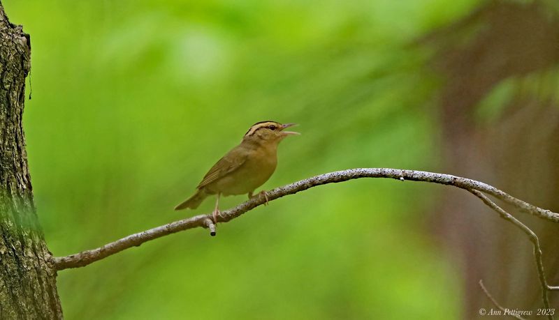 Worm-eating Warbler
