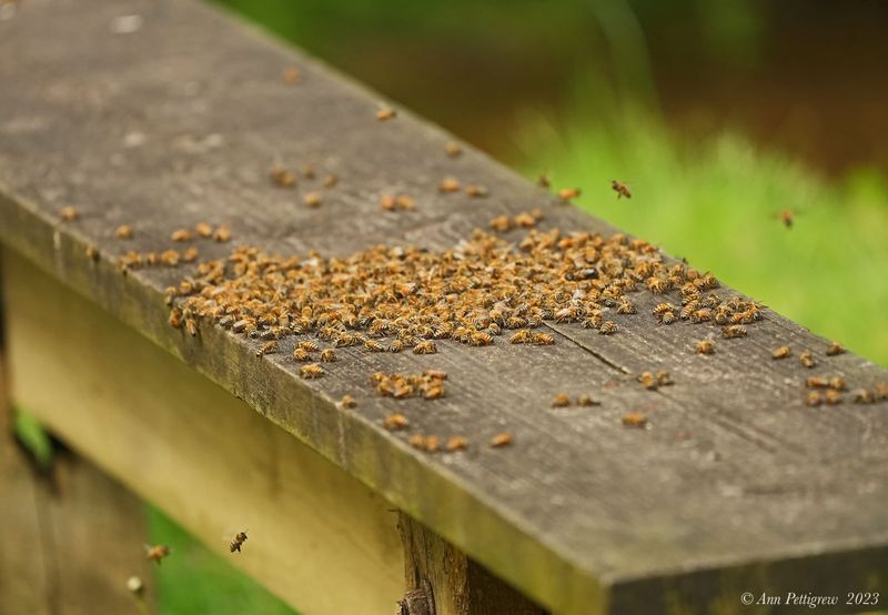 Honey Bee Swarm