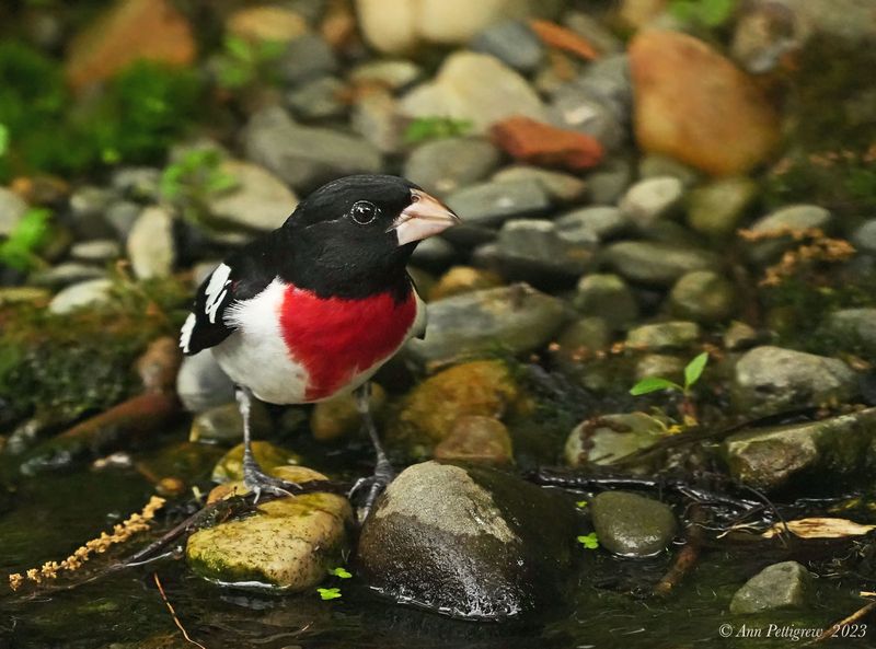 Rose-breasted Grosbeak - male
