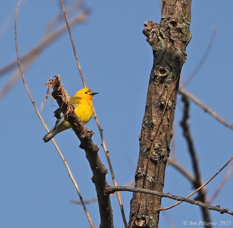 Prothonotary Warbler