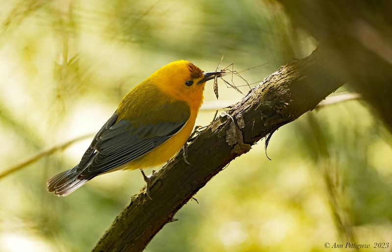 Prothonotary Warbler