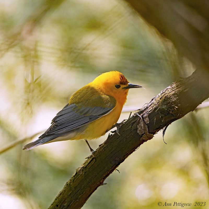 Prothonotary Warbler