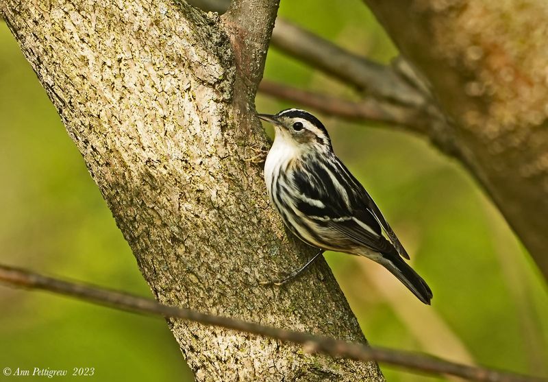 Black-and-white Warbler