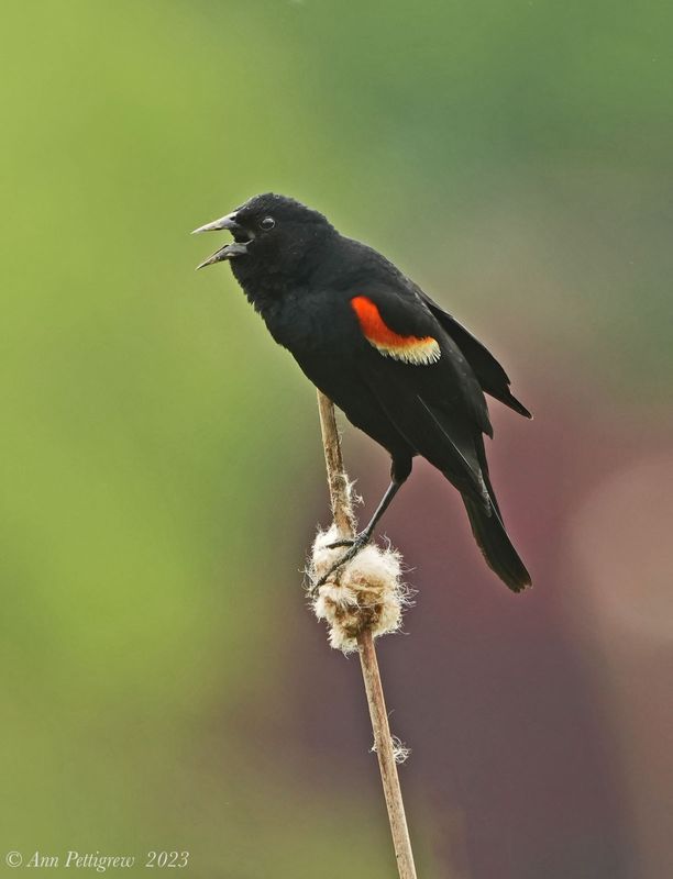 Red-winged Blackbird - male