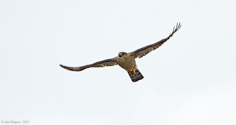 Coopers Hawk