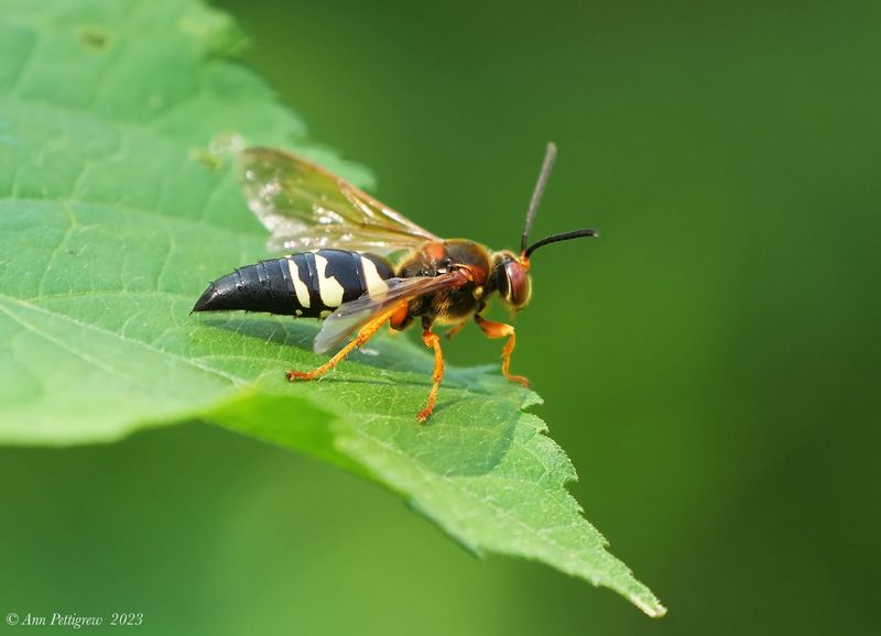 Cicada Killer