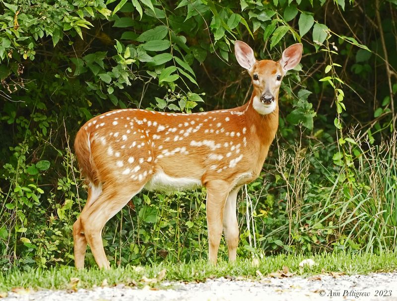 White-tailed Fawn