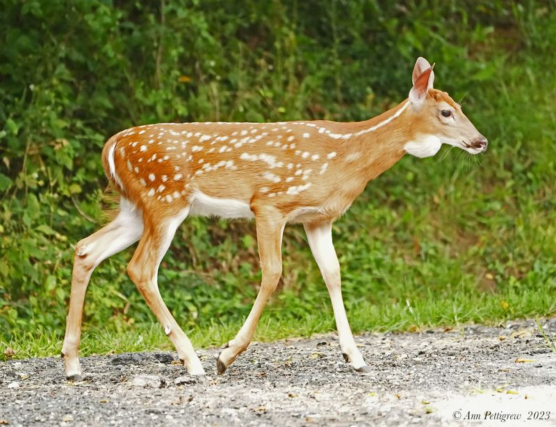 White-tailed Fawn