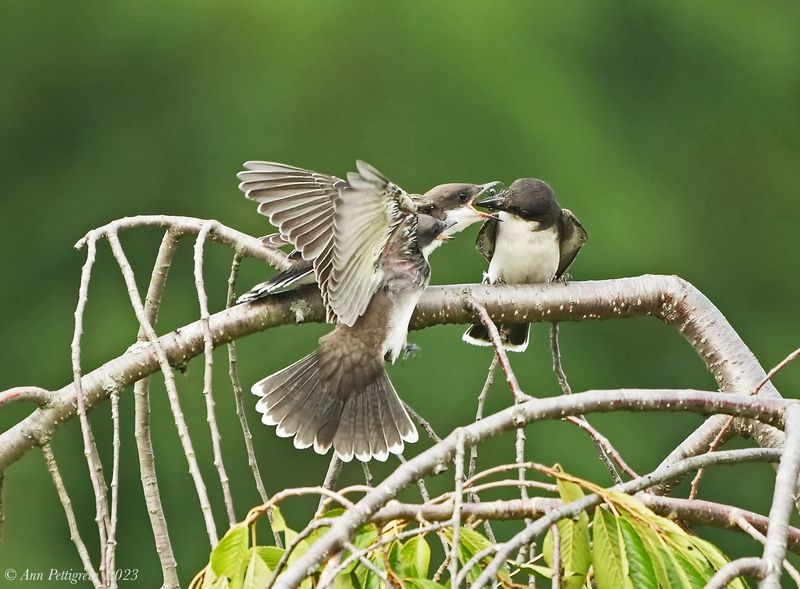 Eastern Kingbird  Fledglings and Parent