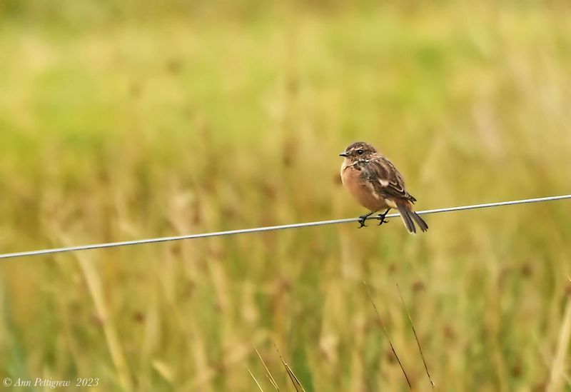 European Stonechat