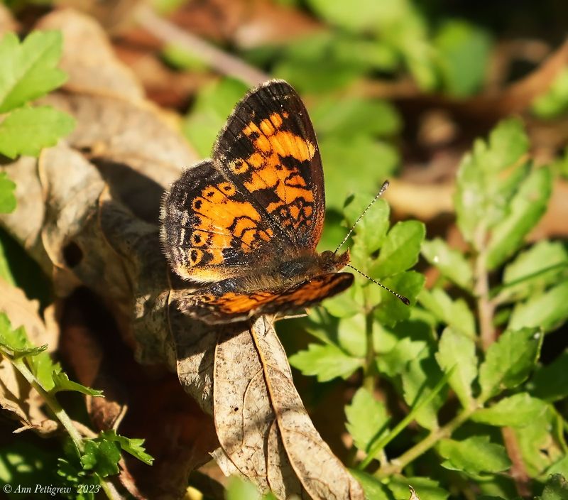 Pearl Crescent