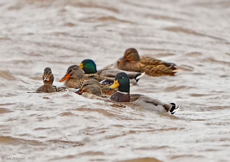 Mallards