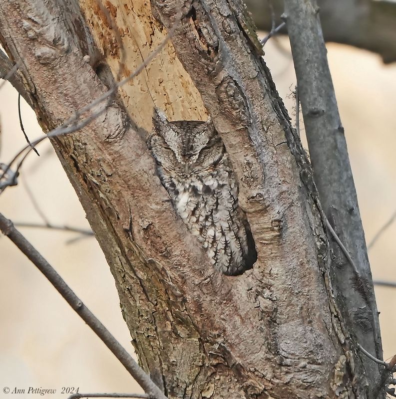 Eastern Screech-Owl