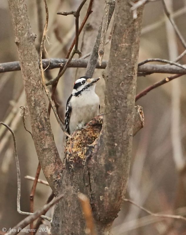 Downy Woodpecker