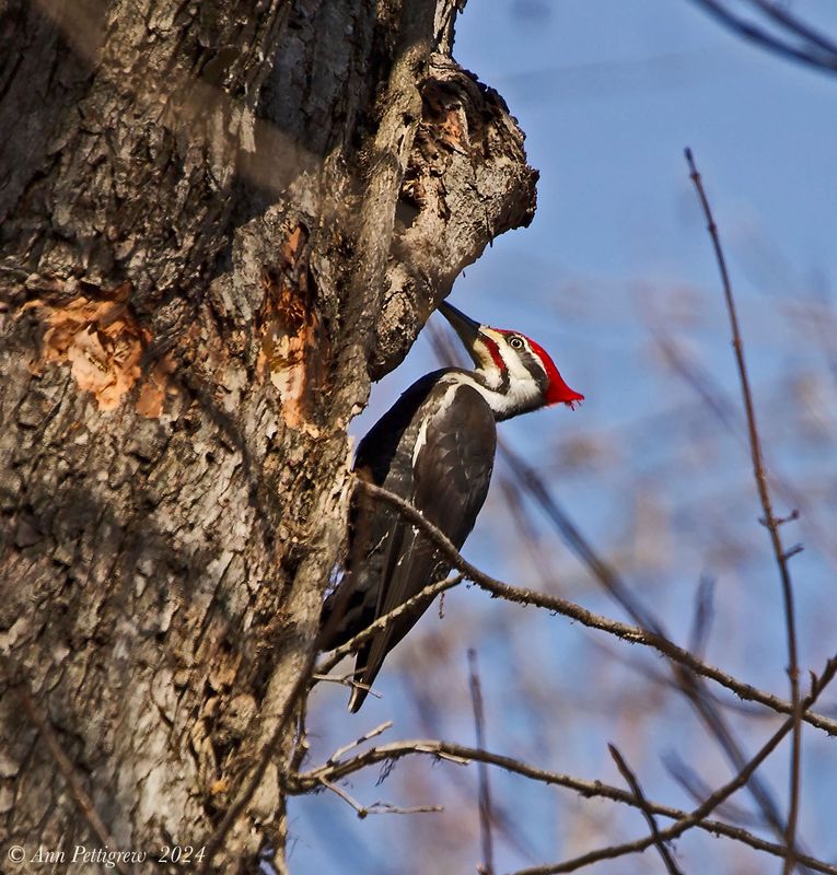 Pileated Woodpecker