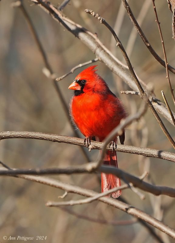 Northern Cardinal - male