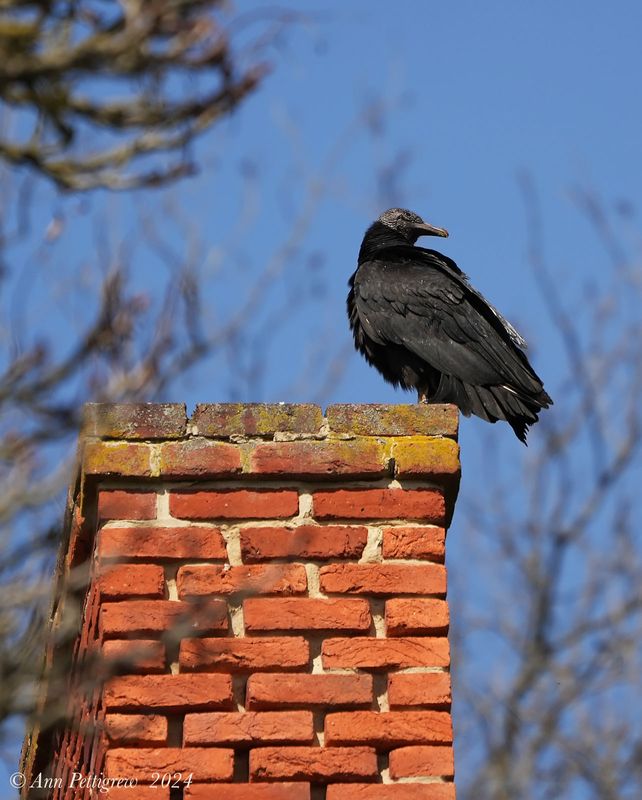 Black Vulture