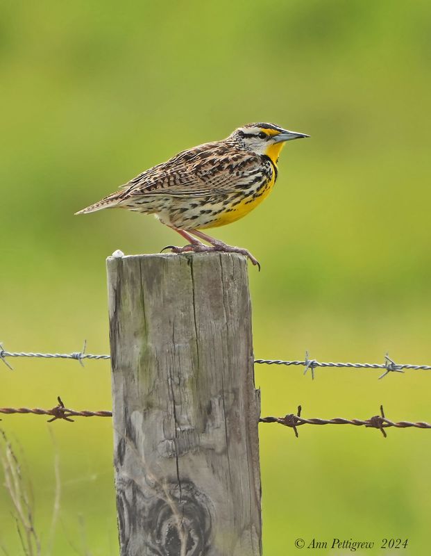 Eastern Meadowlark