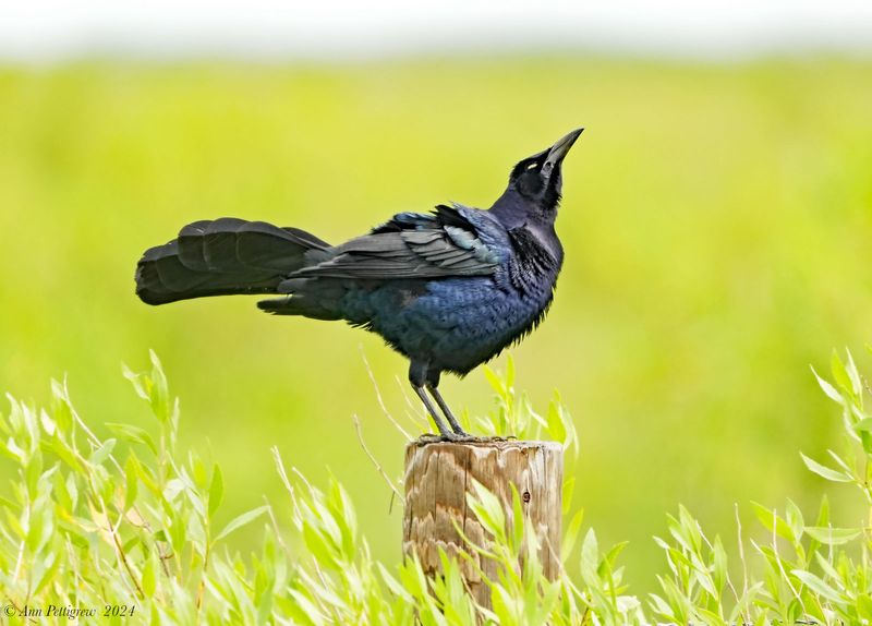 Great-tailed Grackle