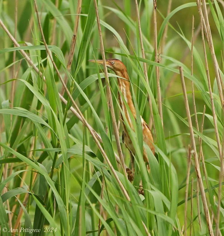 Least Bittern