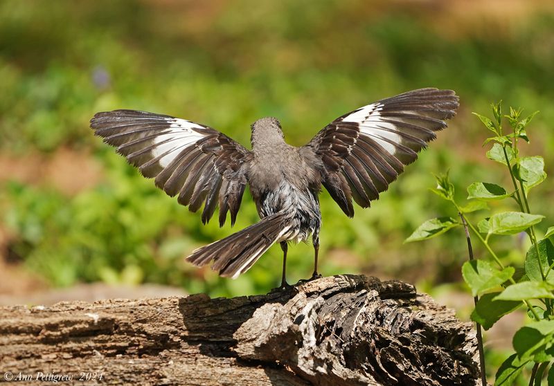 Northern Mockingbird