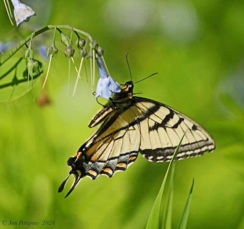 Eastern Tiger Swallowtail