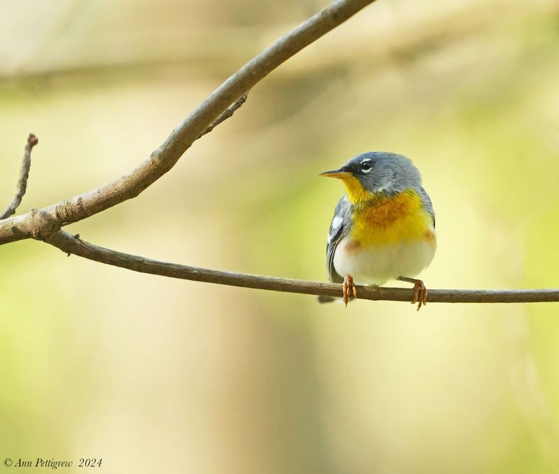 Northern Parula