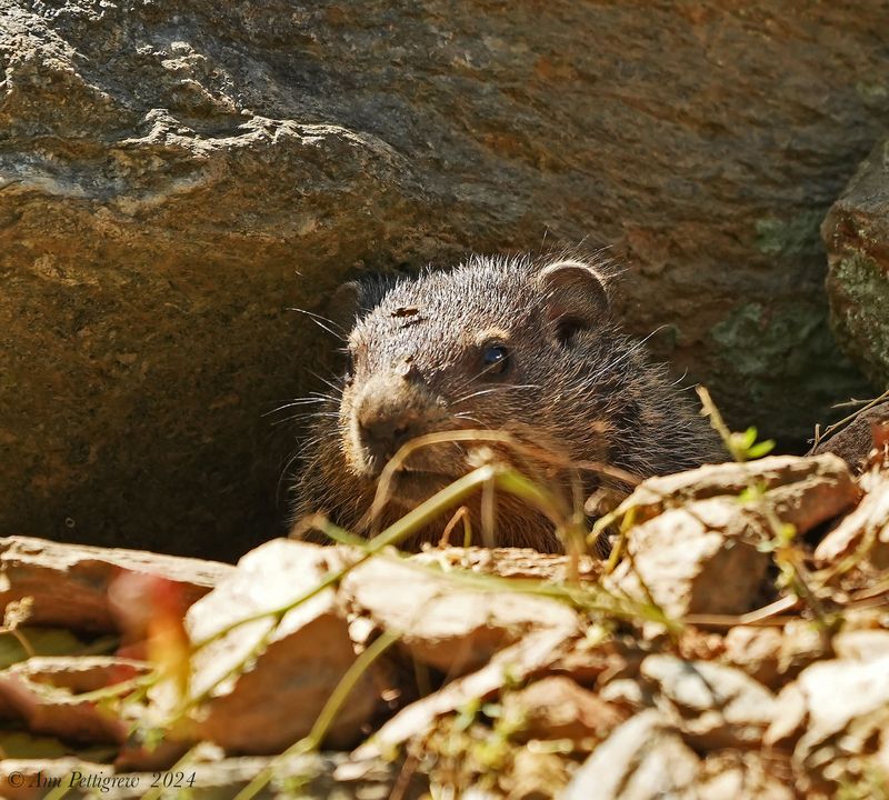 Groundhog