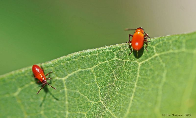 Large Milkweed Bug Nymphs