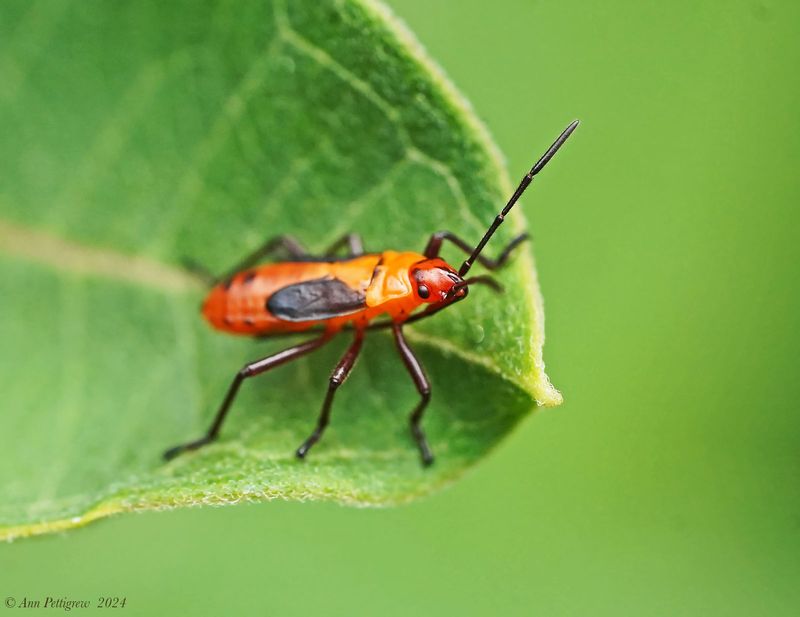 Large Milkweed Bug Nymphs