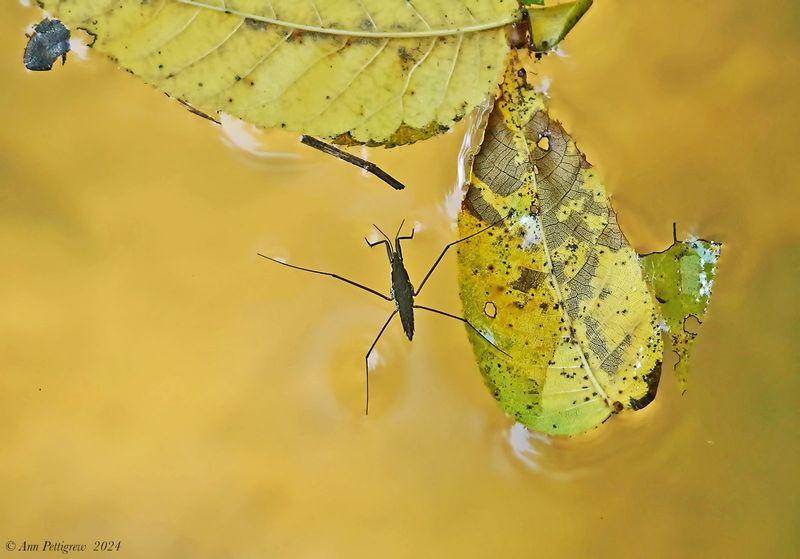 Common Water Strider
