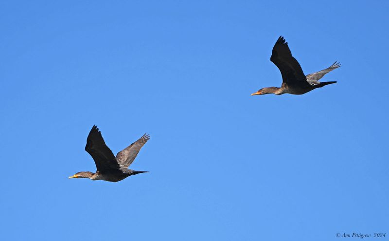 Double-crested Cormorants