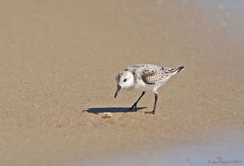 Sanderling with a Mole Crab