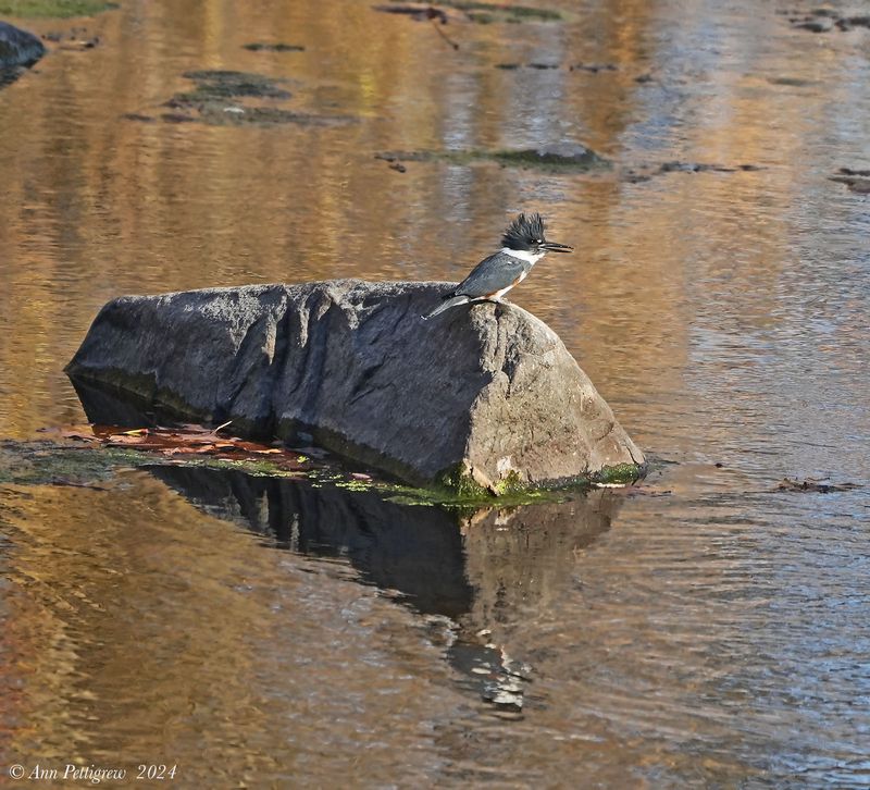 Belted Kingfisher