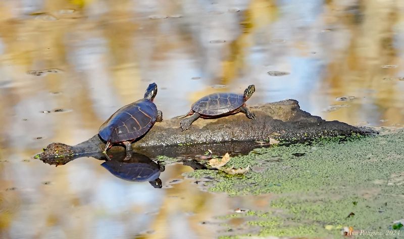 Eastern Painted Turtles