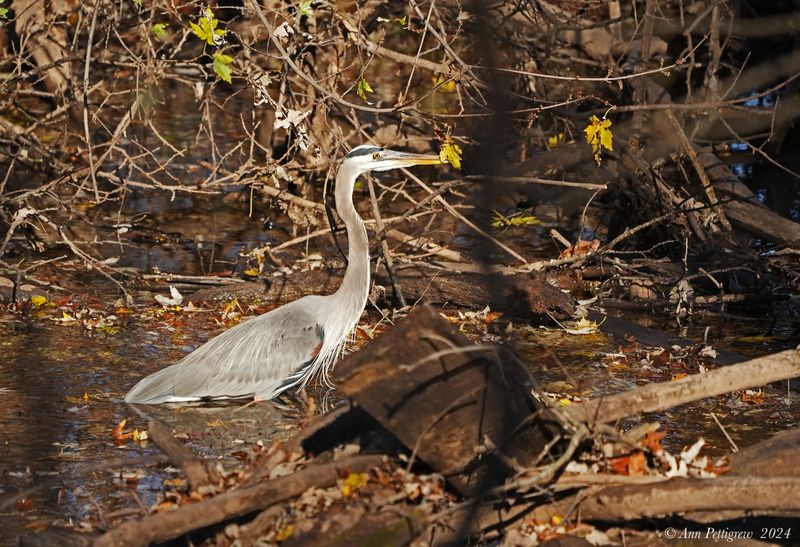 Great Blue Heron