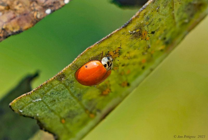 Multicolored Asian Lady Beetle feeding on Oleander Aphids