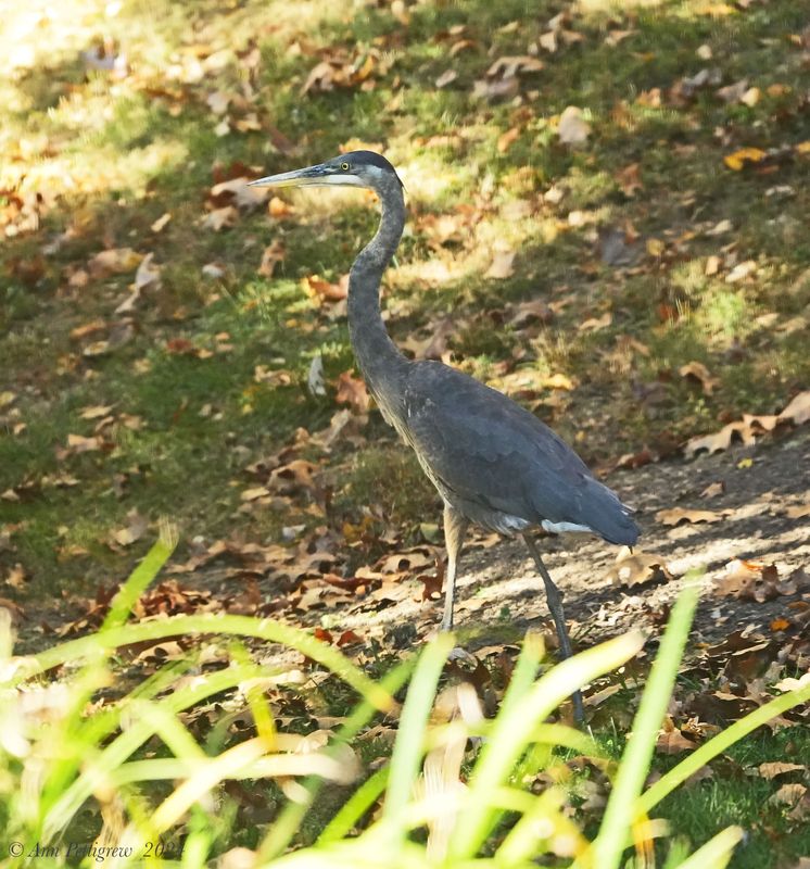 Great Blue Heron