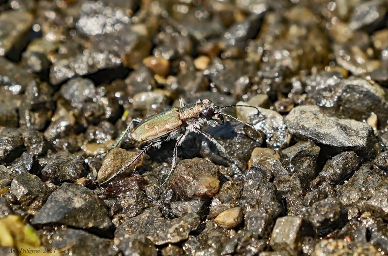 Bronzed Tiger Beetle