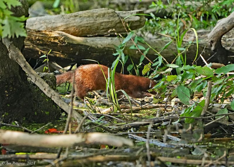 Mink