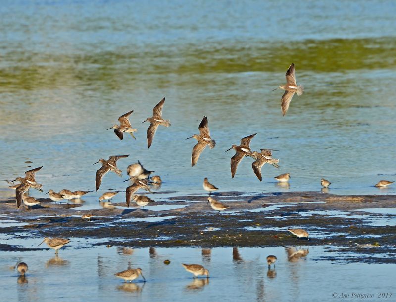 Dowitchers in Flight