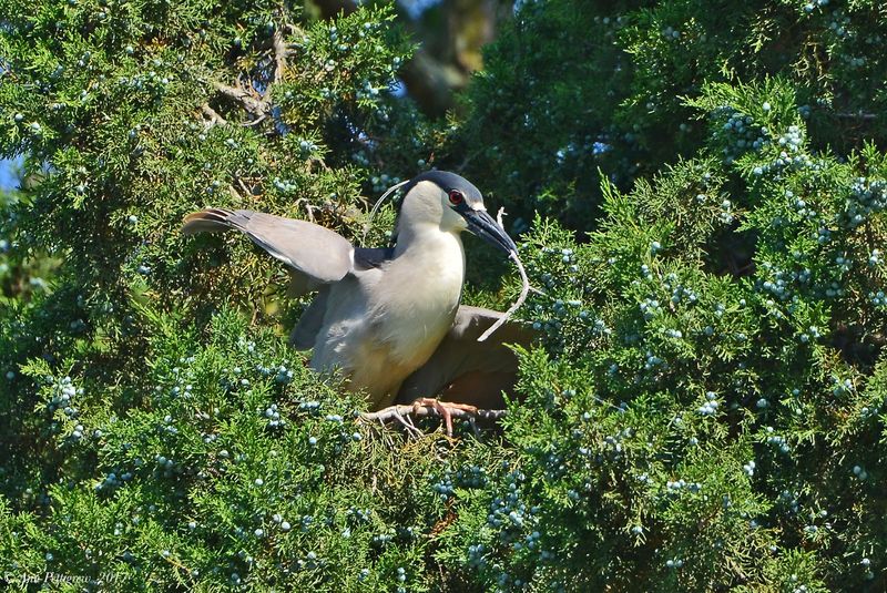  Black-crowned Night Heron